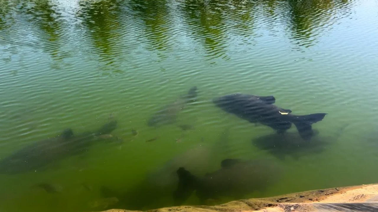 Haras Residence Brasil